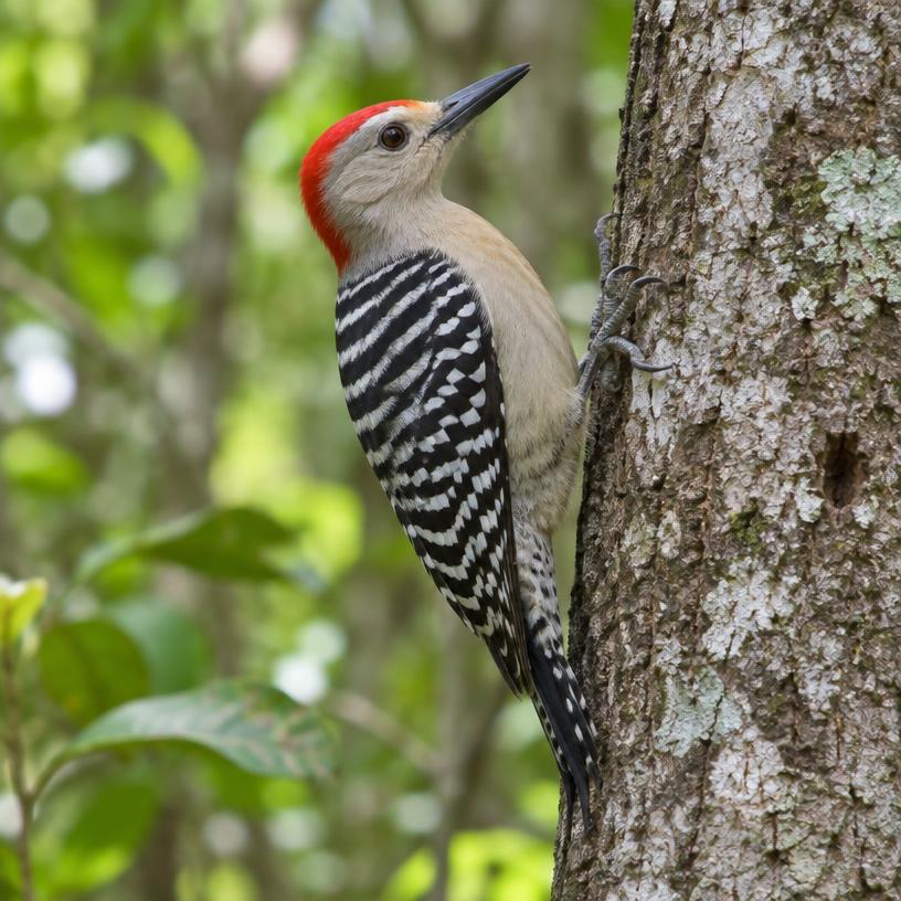 Carpintero yucateco