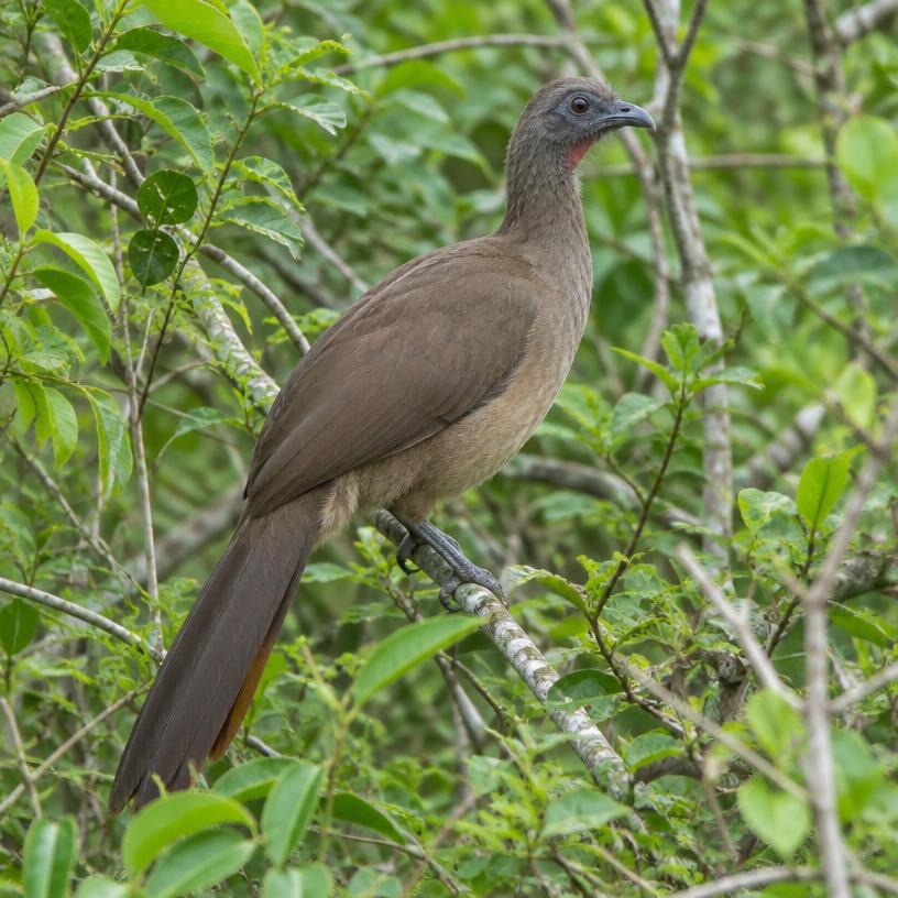 Chachalaca oriental