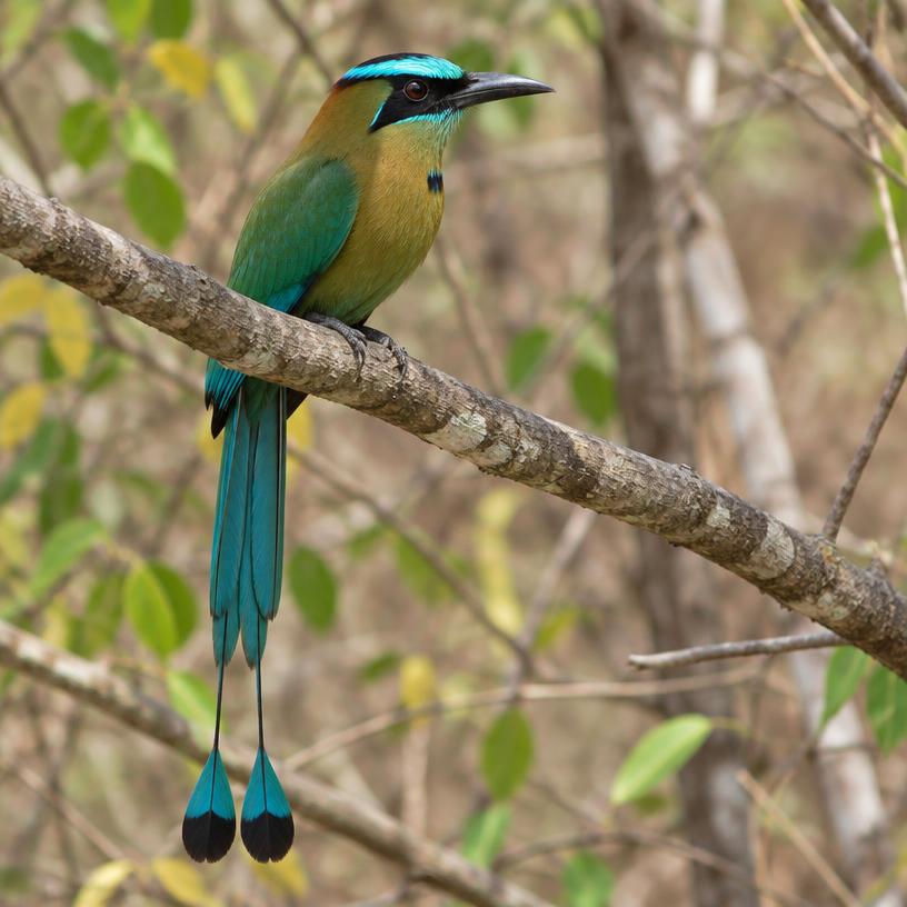 Momoto ceja azul (Toh)