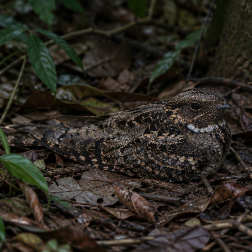 Tapacaminos picuyo